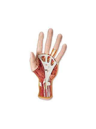 Geavanceerd handmodel met twee afneembare delen