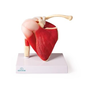 Schoudermodel met spieren en ligamenten
