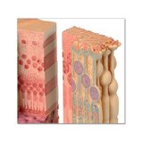 Microanatomie van de ogen