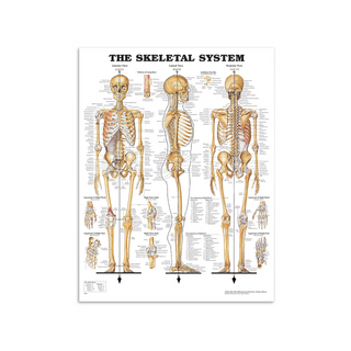 Anatomieposter - Skeletposter in hoogglans PET-kunststoffolie