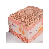 Microanatomie - tong
