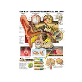 Anatomie van het oor, gehoor en evenwichtsfunctie gelamineerde poster Engels