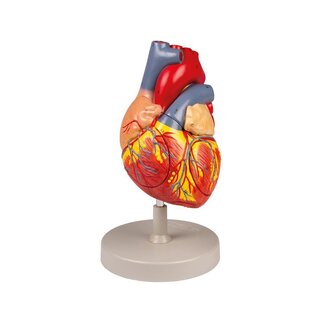 Menselijk hart, 2x natuurlijke grootte, 4 delen