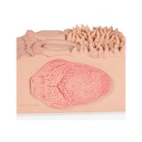 Microanatomie - tong