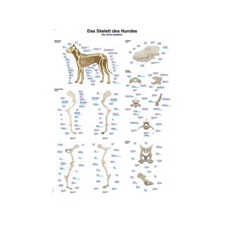 Hondenskelet – Anatomische poster 70x100 cm