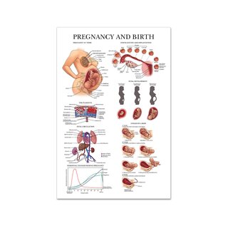 Anatomische ontwikkeling