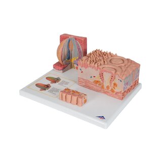 Microanatomie - tong