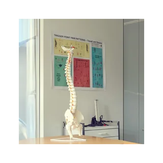 Flexibel model van de wervelkolom met zenuwen, heupgewricht en statief