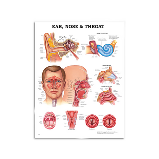 Keel-neus-oor - poster 51x66 cm