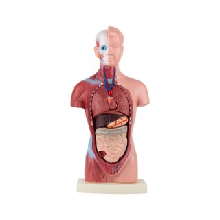 Mini torso 15 onderdelen