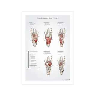 Anatomische poster van de voetspieren (50x70 mm)