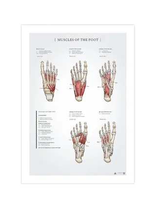 Anatomische poster van de voetspieren (50x70 mm)