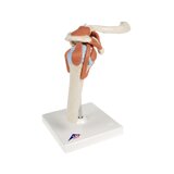 Flexibel schoudermodel met ligamenten en gekleurde gewrichtsvlakken