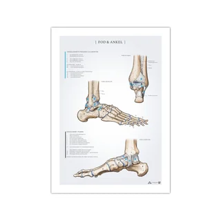 Poster met anatomie van voet en enkel, 50x70 mm
