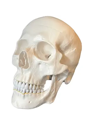 Anatomisch schedelmodel op volwassen formaat