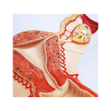 Anatomisch model van de vrouwelijke geslachtsorganen