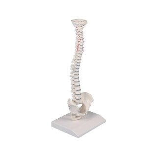 Wervelkolom miniatuur wervelkolom