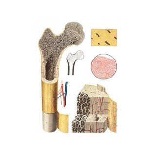 Botstructuur - poster 84x118 cm