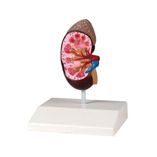 Niermodel, levensgroot