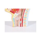 Anatomisch model van mond en keel