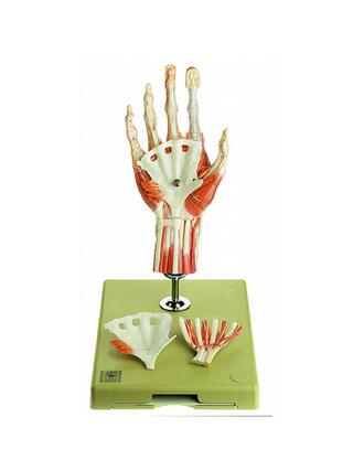 Handspiermodel met een deel van de onderarm, staand