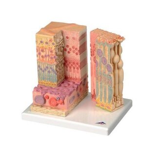 Microanatomie van de ogen