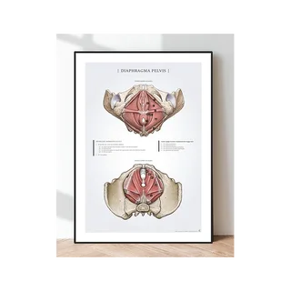Poster Diafragma Bekken - bekkenbodem bij vrouwen