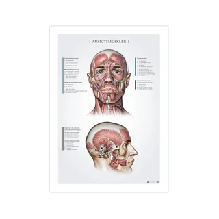 Gezichtsspieren, anatomische gegevens 50x70mm