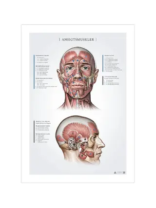 Gezichtsspieren, anatomische gegevens 50x70mm