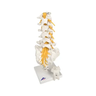 Flexibel model van de lendenwervels, het heiligbeen en het stuitbeen - 3B Scientific
