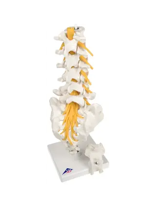 Flexibel model van de lendenwervels, het heiligbeen en het stuitbeen - 3B Scientific