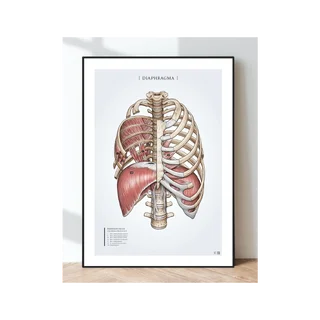 Posteranatomie - Ademhalingsspieren, middenrif en ribspieren