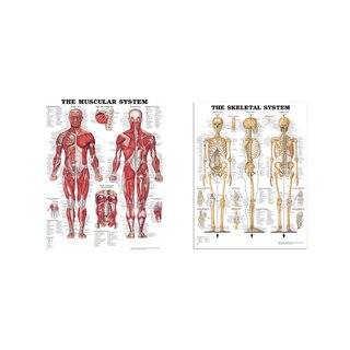 Anatomieplatenpakket - Spieren en skelet