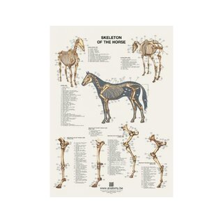 Paardenskelet poster 60x80 cm
