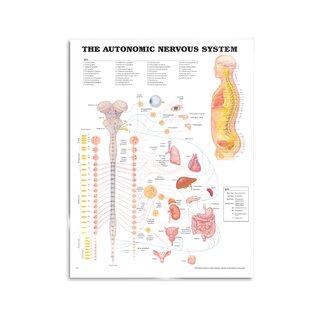Poster met items over het autonome zenuwstelsel