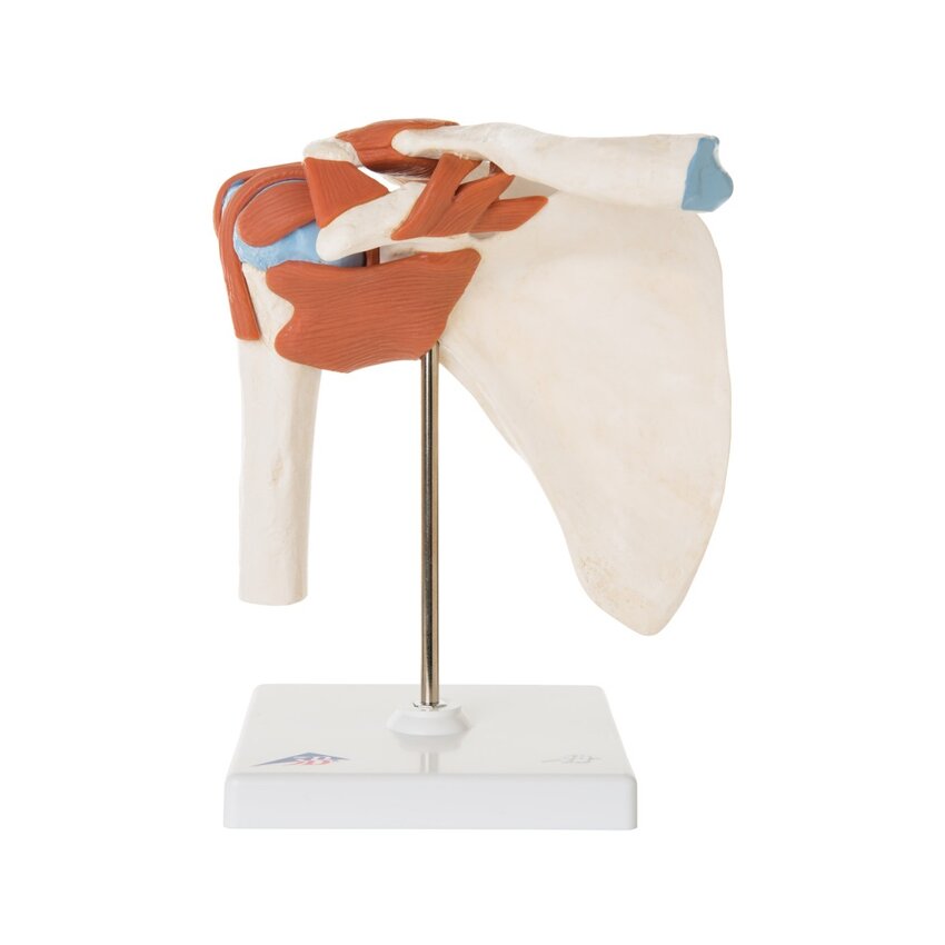 Flexibel schoudermodel met ligamenten en gekleurde gewrichtsvlakken