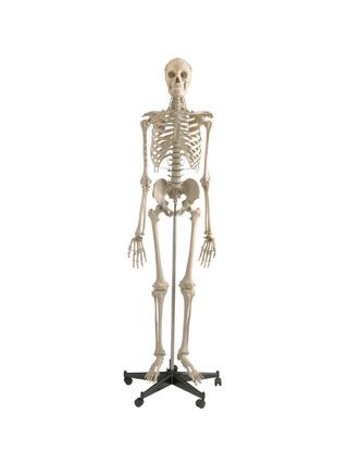 Anatomisch perfect skeletmodel - Premium