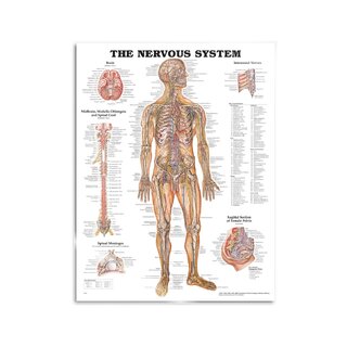Anatomiekaart - Zenuwen zenuwstelsel