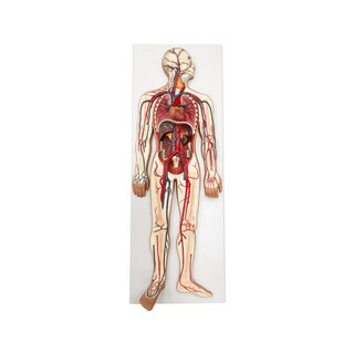 Model van het cardiovasculaire systeem
