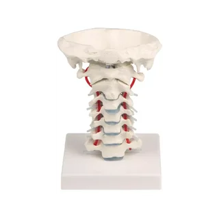 Cervicale wervelkolom met standaard