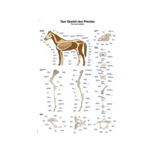 Paardenskelet 70x100 cm poster