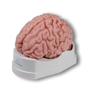 Anatomisch hersenmodel, levensgroot, 5 delen