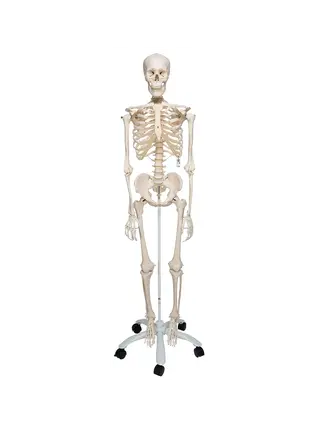 Extra robuust skeletmodel