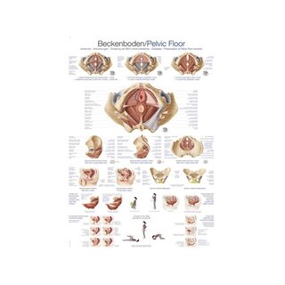 Bekken bekkenbodem anatomie 70x100 cm Engels en Duits, Latijn gelamineerd