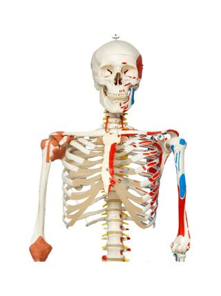 Skeletmodel met beweegbare wervelkolom, ruggenmergzenuwen, ligamenten, etc.