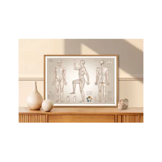 Acupunctuurposter acupunctuurpunten - 100x70 cm