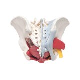 Vrouwelijk bekken met ligamenten en gedetailleerde bekkenbodem in zes delen