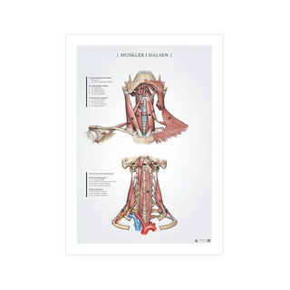 Poster met anatomie van de nekspieren (50x70 mm)