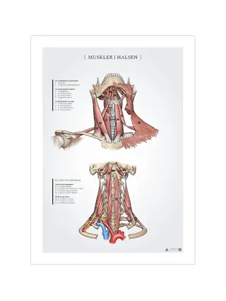 Poster met anatomie van de nekspieren (50x70 mm)