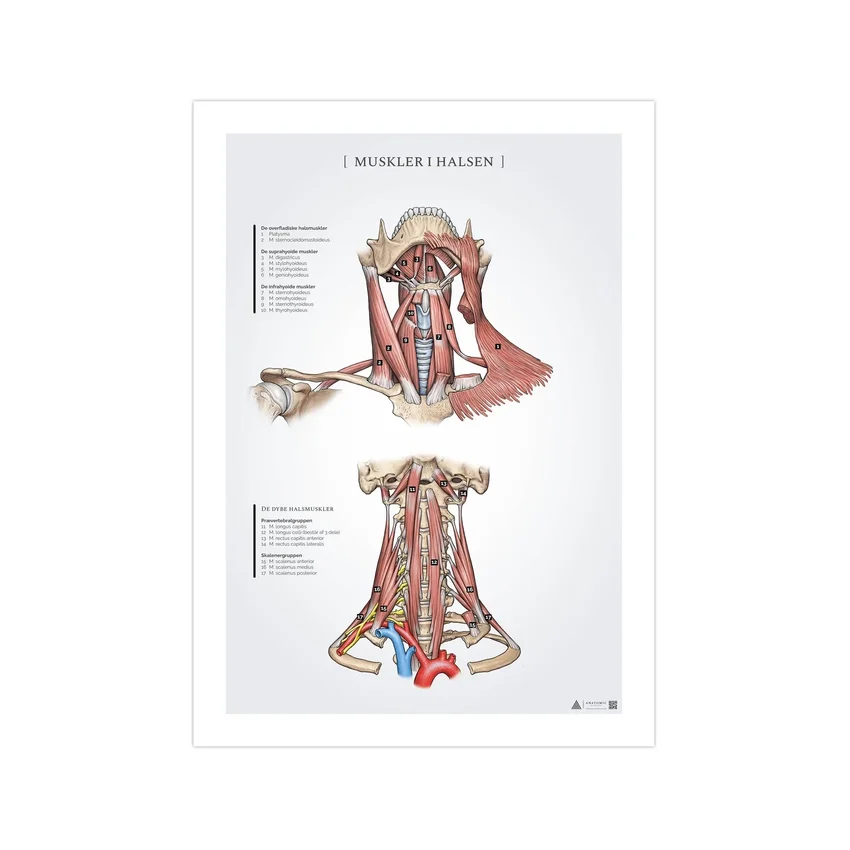Poster met anatomie van de nekspieren (50x70 mm)